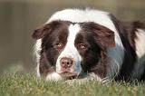 BORDER COLLIE 1446